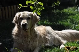 Sheila 