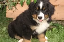 Alf
