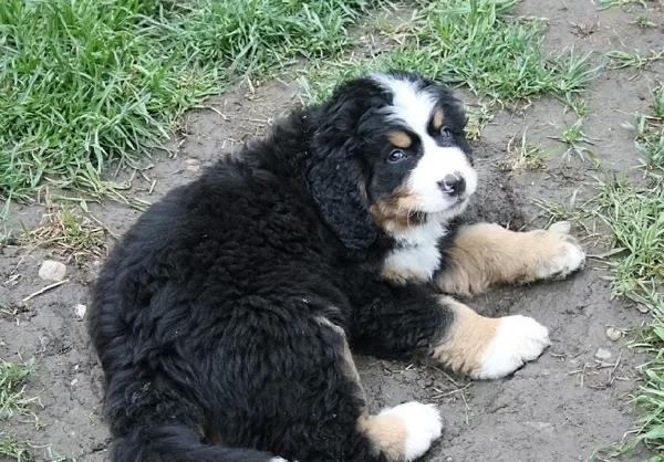 Bastian