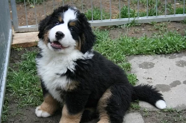 Buddy