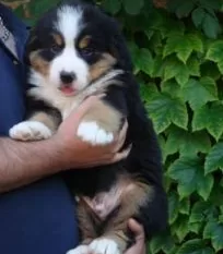 Cimba