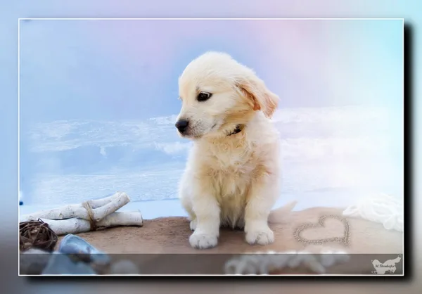 Balu 