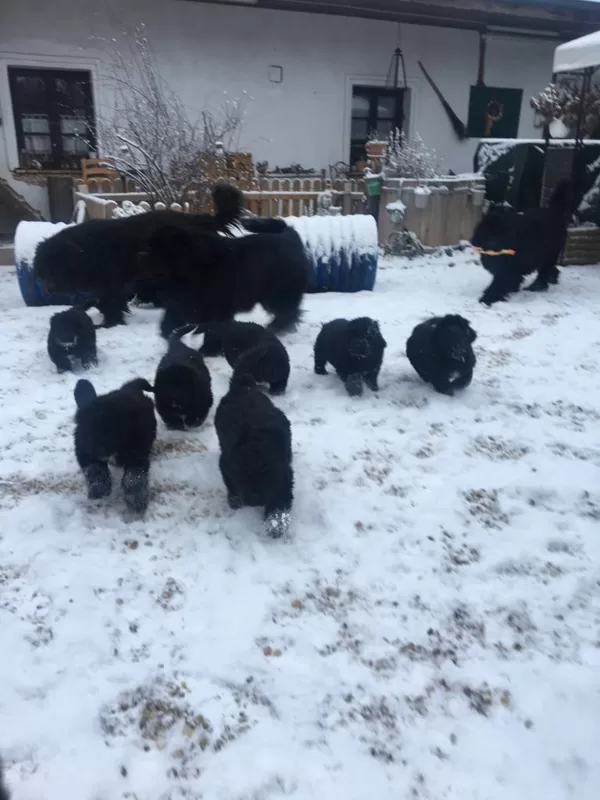 Neufundländerschneeerfahrung 