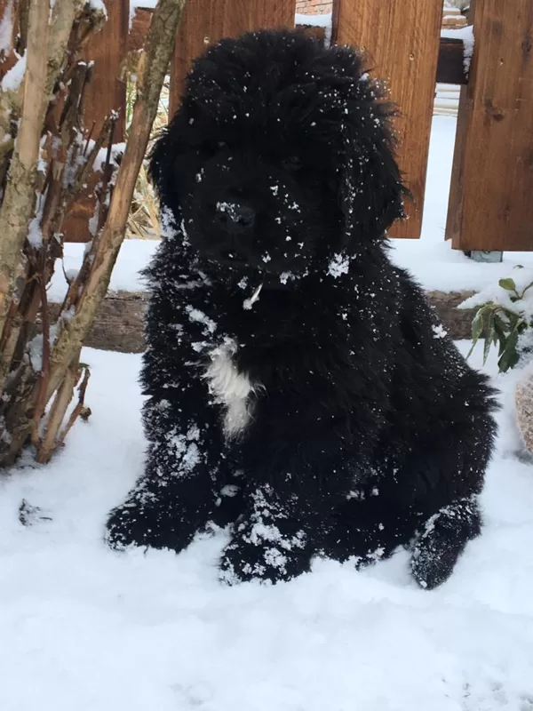 Schwarz im Schnee