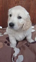 Cute Marley