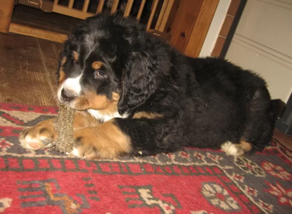 Duddley und sein Kaubein 