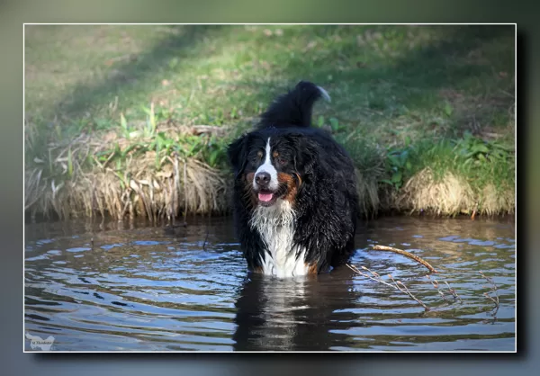 Berner Wasserratte