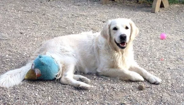 Eindeutig Hofhund 