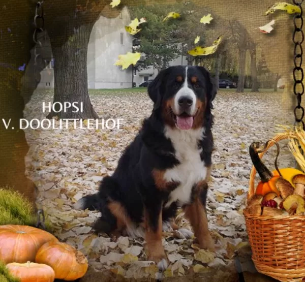 Gratulation - Hopsi v. Doolittlehof - genannt Nala hat 2014 die Begeithundeprüfung bestand
