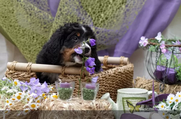 Inferno der Blumenkiller 