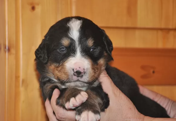 Heidi