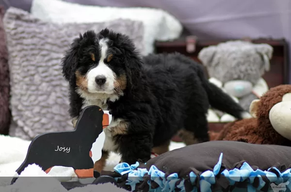 Josy