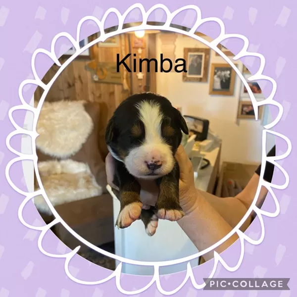 KIMBA 11 Tage alt