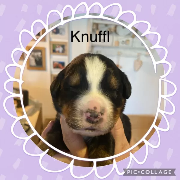 KNUFFL 11 Tage alt
