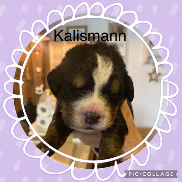 KALISMANN 11 Tage alt
