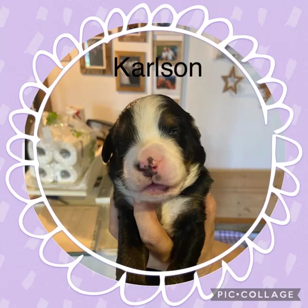 KARLSON 11 Tage alt