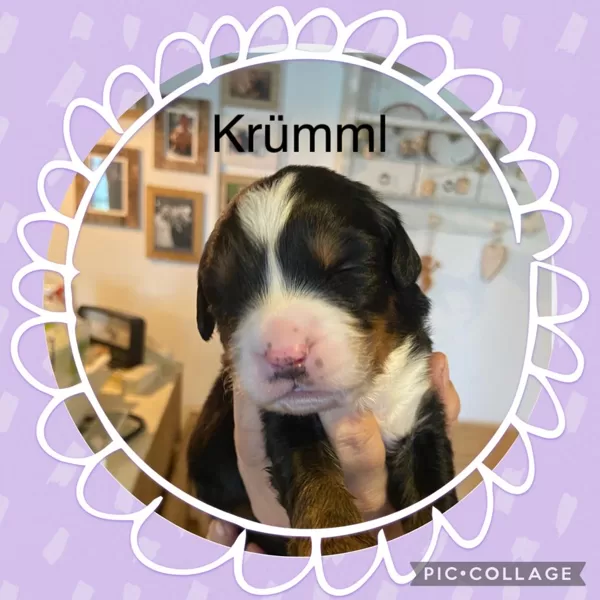 KRÜMML 11 Tage alt