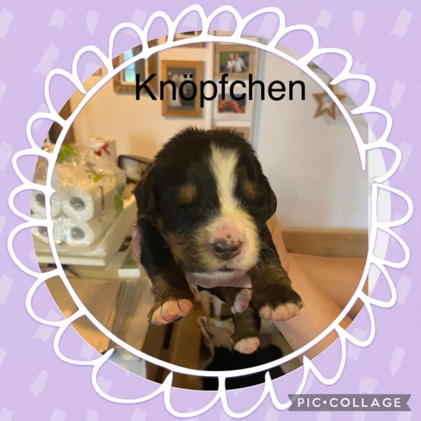 KNÖPFCHEN 11 Tage alt