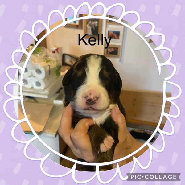 KELLY 11 Tage alt