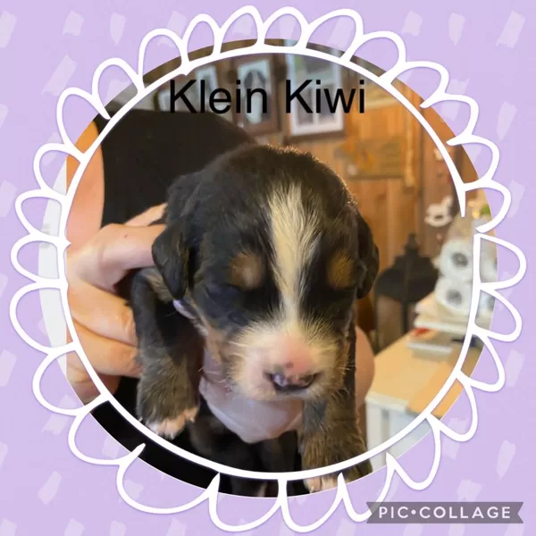 KLEIN KIWI 11 Tage alt