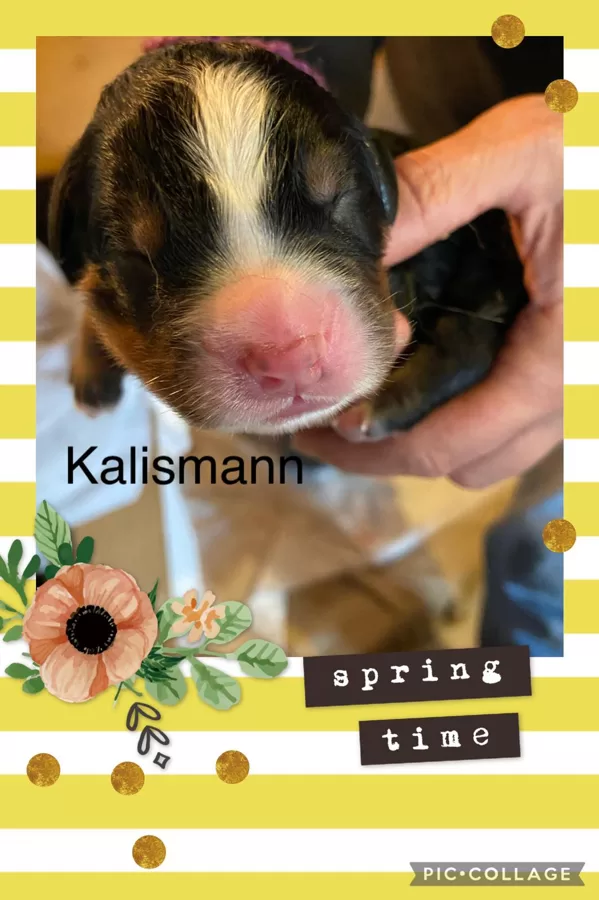 Kalismann