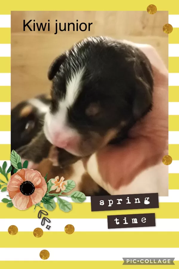 Kiwi junior
