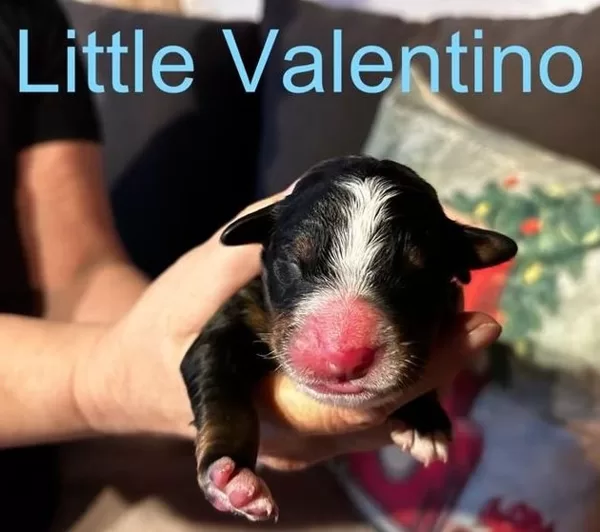 LITTLE VALENTINO