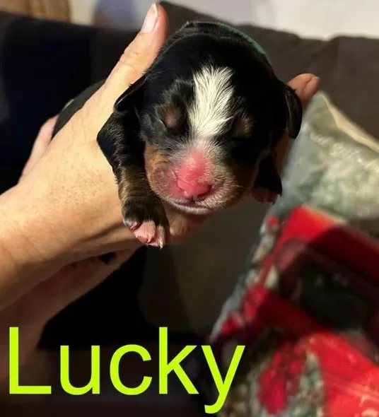 LUCKY