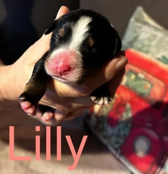 LILLY