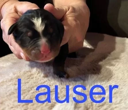 LAUSER