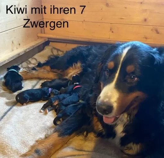 GESUNDE MAMA UND GESUNDE WELPEN