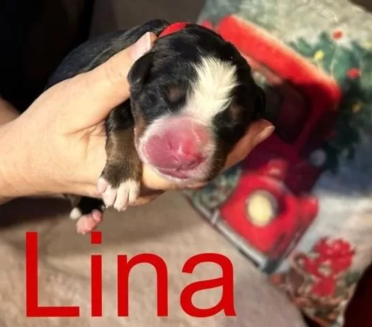 LINA