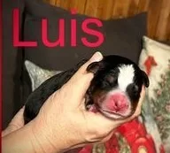 LUIS