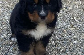 Dein Hund bin ich für immer, nicht nur auf Zeit!