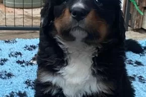 Ein Hund versteht dich auch ohne Worte.