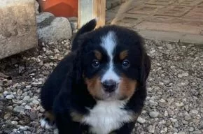 Ein Leben ohne Hund ist ein Irrtum! 
Carl Zuckermayer