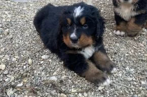 Je mehr ich von Menschen sehe, um so mehr liebe ich Hunde 
Madame de Stael