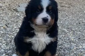 Ein Hund ist ein Herz auf vier Beinen.